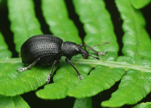 Réf. 327 613 : Liophloeus tessulatus